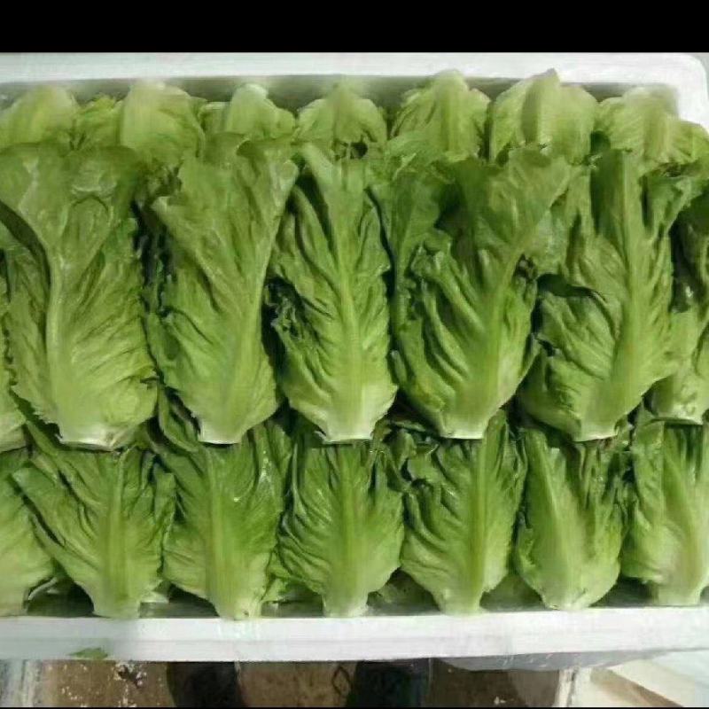 精品蔬菜意大利生菜