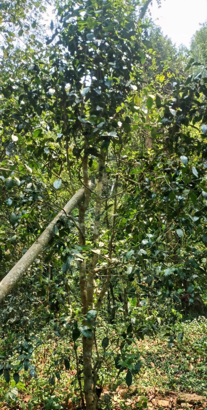 倚邦乔木小高杆小叶种普洱茶头春香甜柔顺蜜香散茶原产地包邮