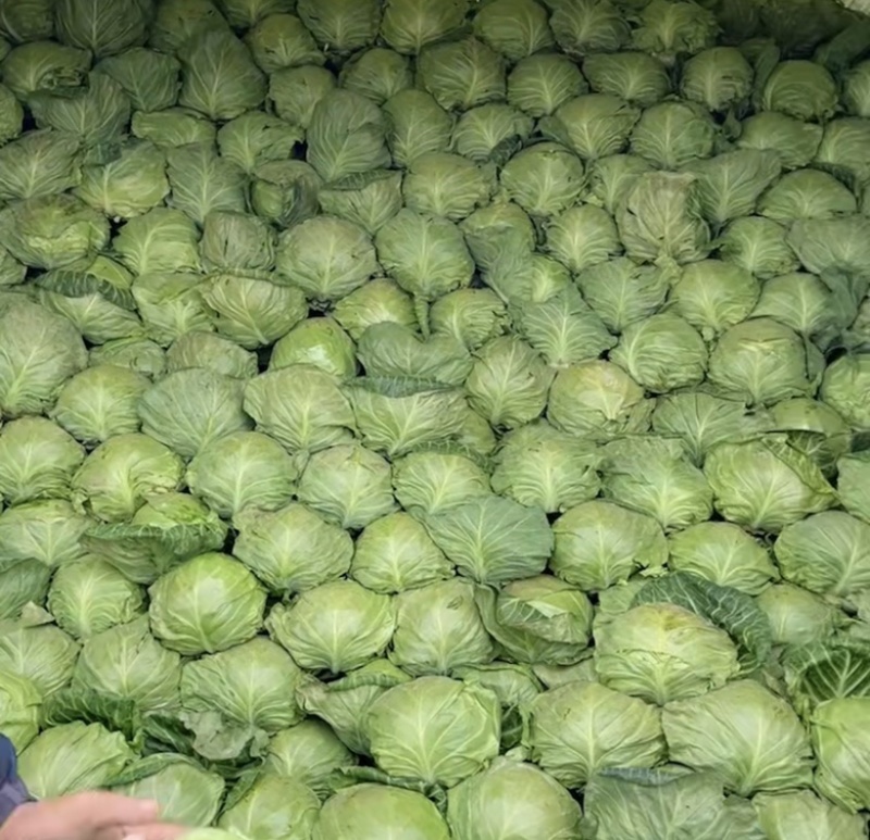 【力推】甘蓝陕西甘蓝（包菜）大量上市产地直发全国发货