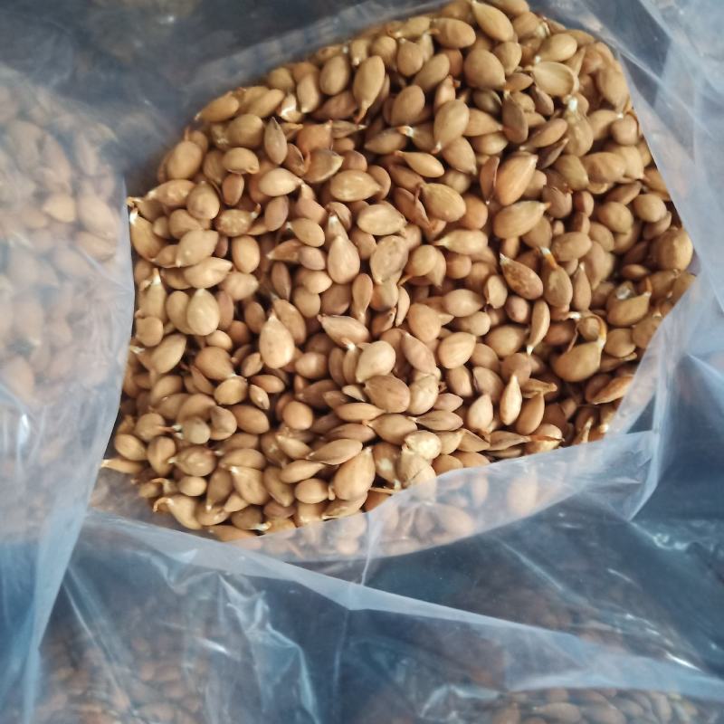 桃芽，毛桃种子，桃树种子，一手货源量大质优，出芽率高