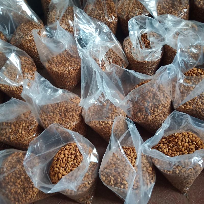 桃芽，毛桃种子，桃树种子，一手货源量大质优，出芽率高