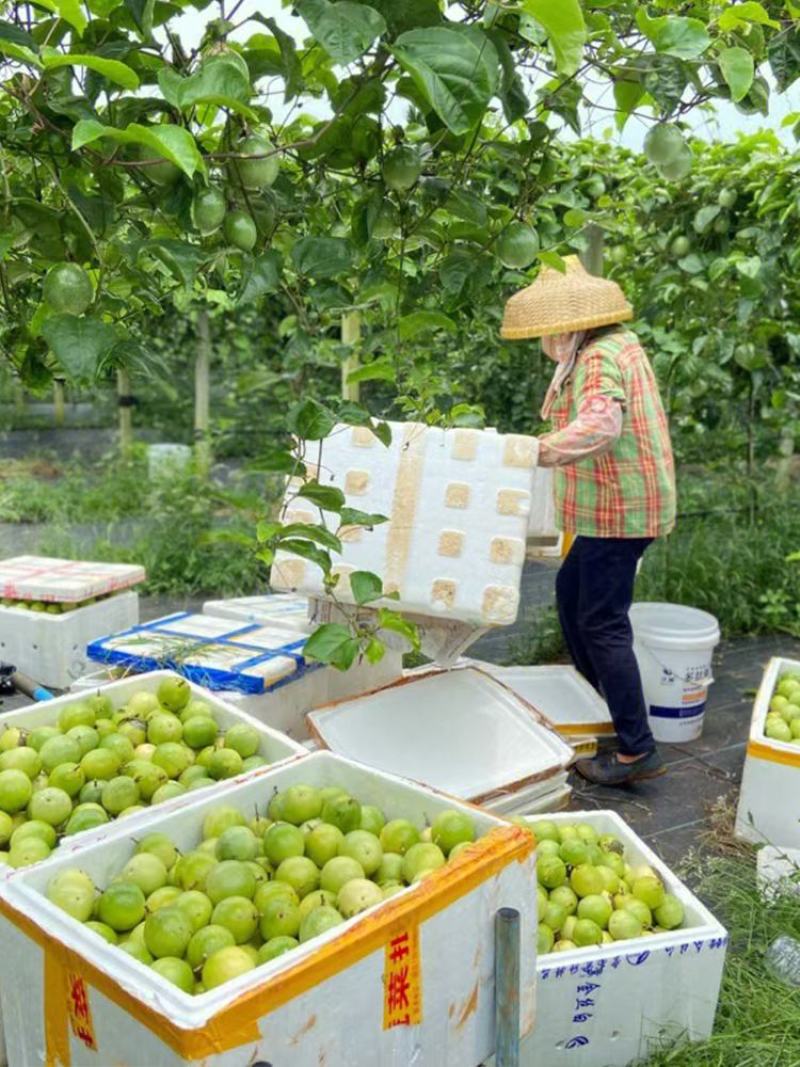 黄金百香果苗黄金百香果苗纯甜芭乐味百香果苗