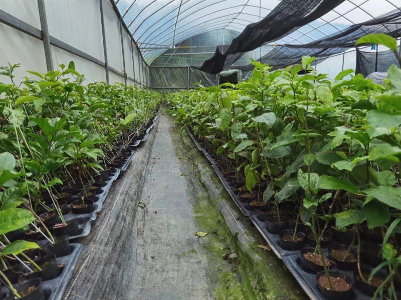黄金百香果苗黄金百香果苗纯甜芭乐味百香果苗