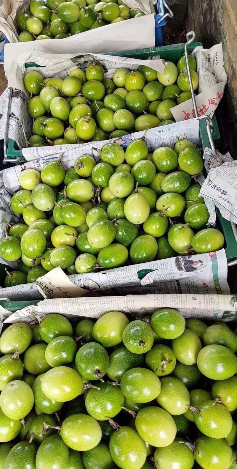 黄金百香果苗黄金百香果苗纯甜芭乐味百香果苗