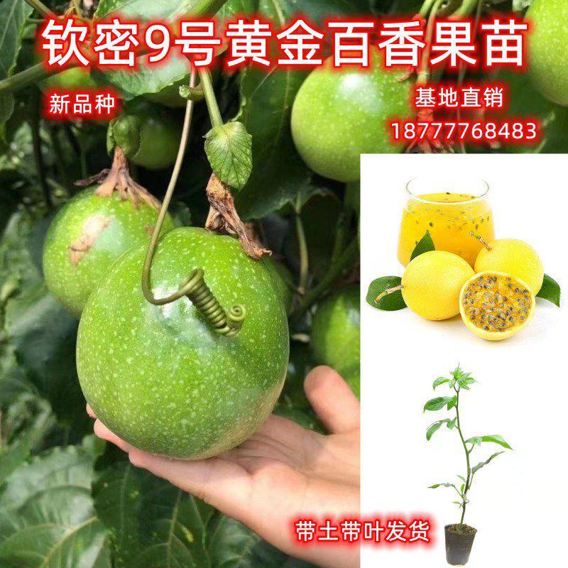 黄金百香果苗黄金百香果苗纯甜芭乐味百香果苗