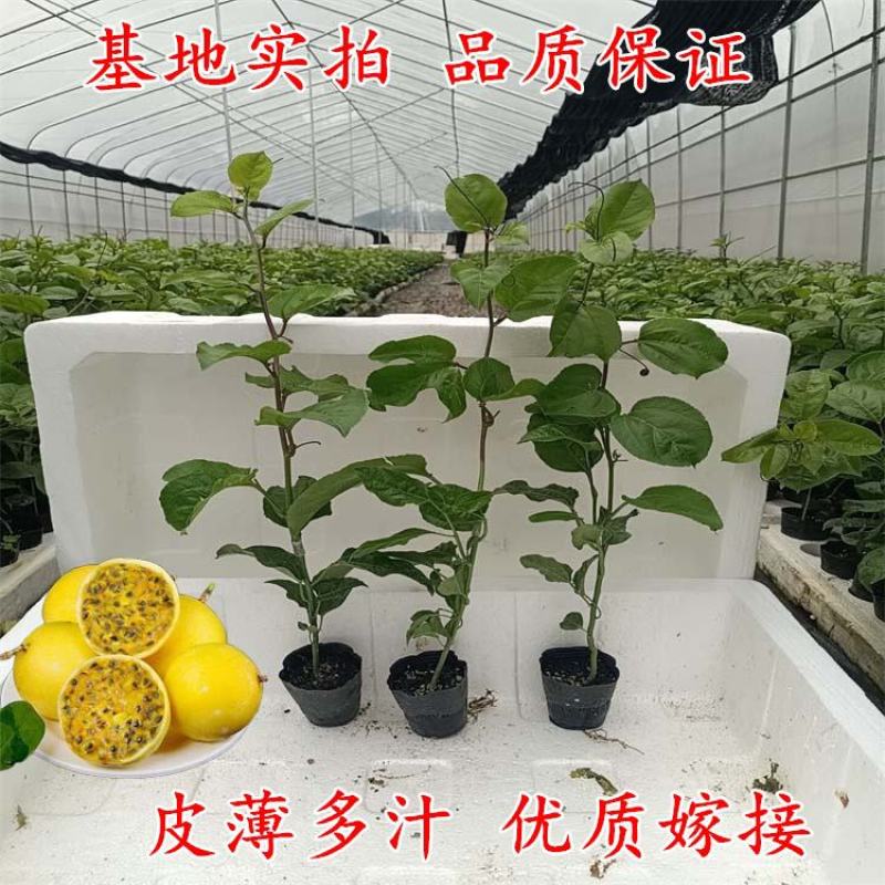 黄金百香果苗黄金百香果苗纯甜芭乐味百香果苗