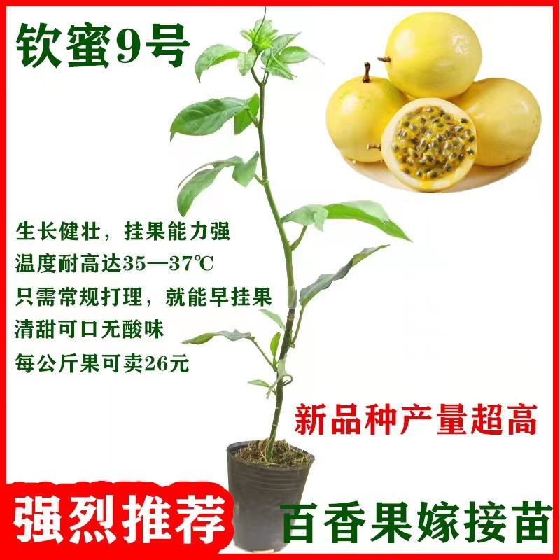 黄金百香果苗黄金百香果苗纯甜芭乐味百香果苗