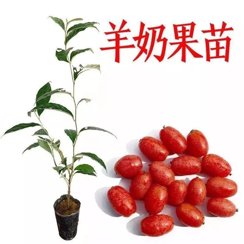 羊奶果德甜二号新品纯甜特大果树耐寒叶云南羊奶果果树苗南方