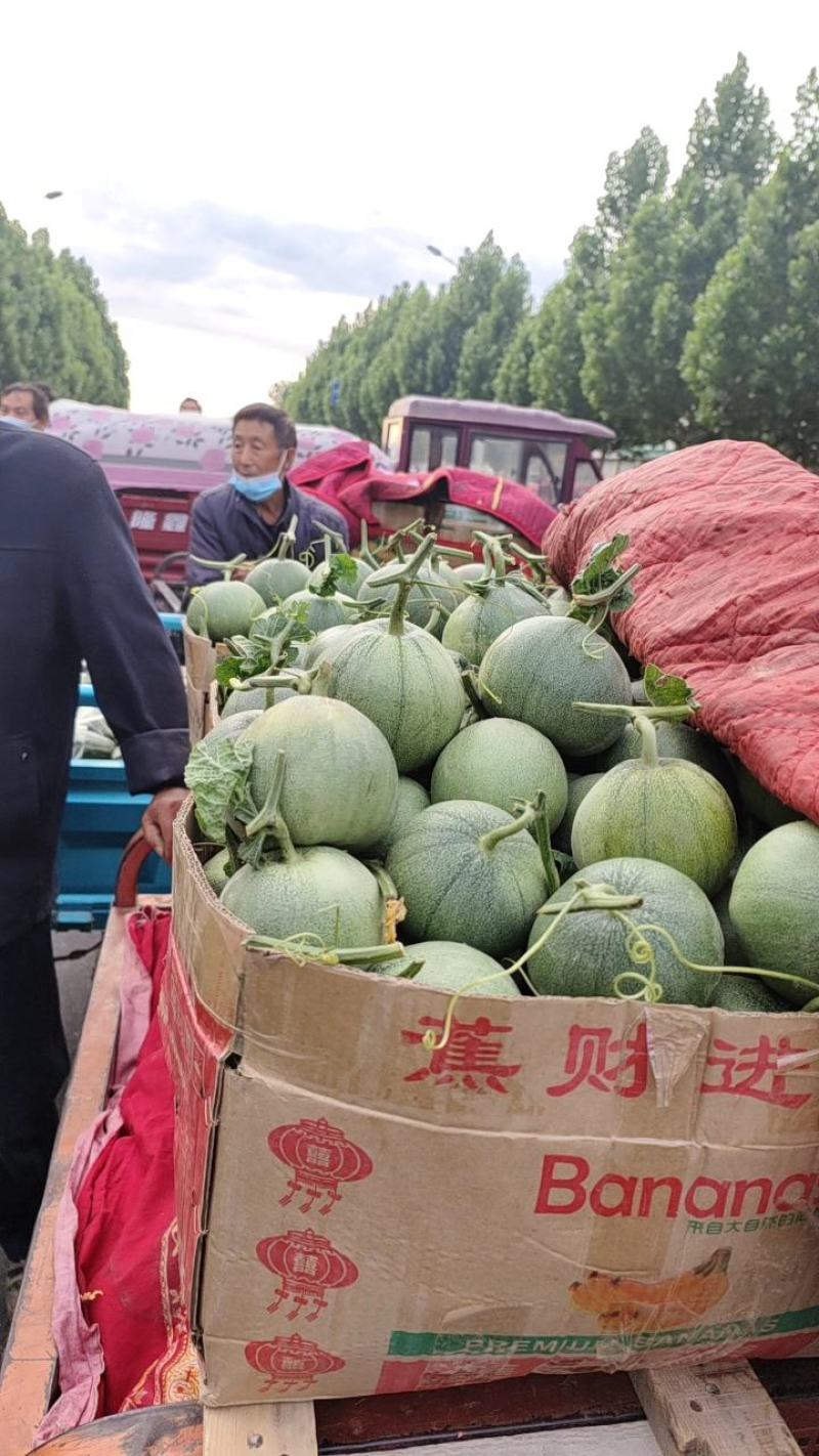 【荐】河南内黄县绿宝甜瓜博洋9甜瓜口感香酥脆甜商超市场