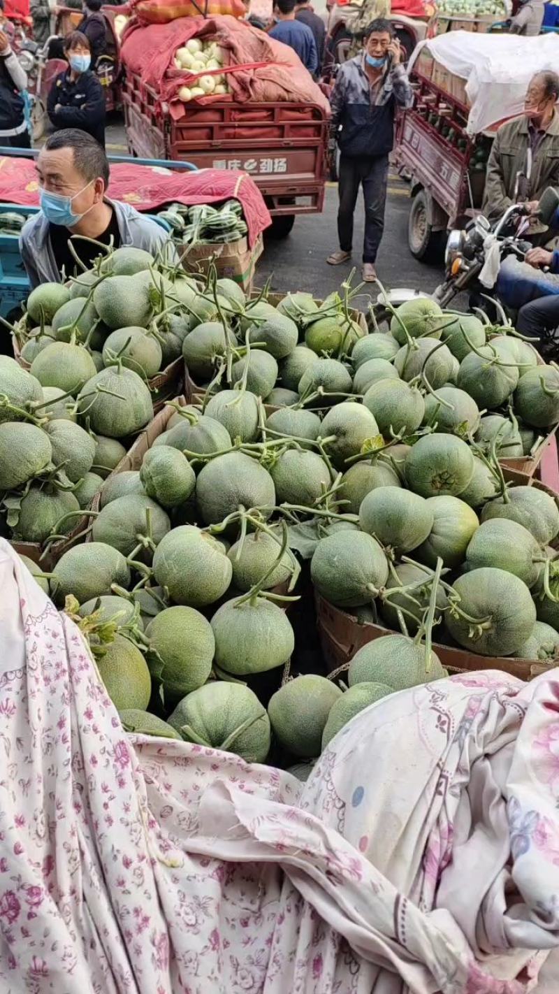 【荐】河南内黄县绿宝甜瓜博洋9甜瓜口感香酥脆甜商超市场