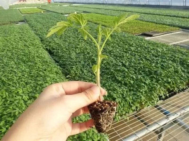 瓜果、蔬菜、辣椒育苗基质
