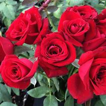 四季玫瑰种苗品种齐全卡罗拉高原红卡布艾莎橙色火灵鸟
