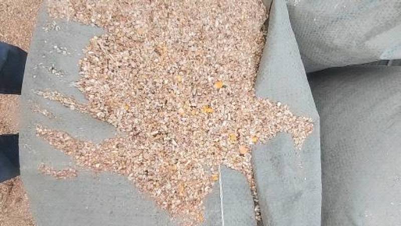 毛粮碎玉米价格便宜适合鸡鸭鹅猪牛羊养殖使用