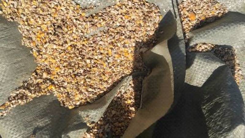 毛粮碎玉米价格便宜适合鸡鸭鹅猪牛羊养殖使用