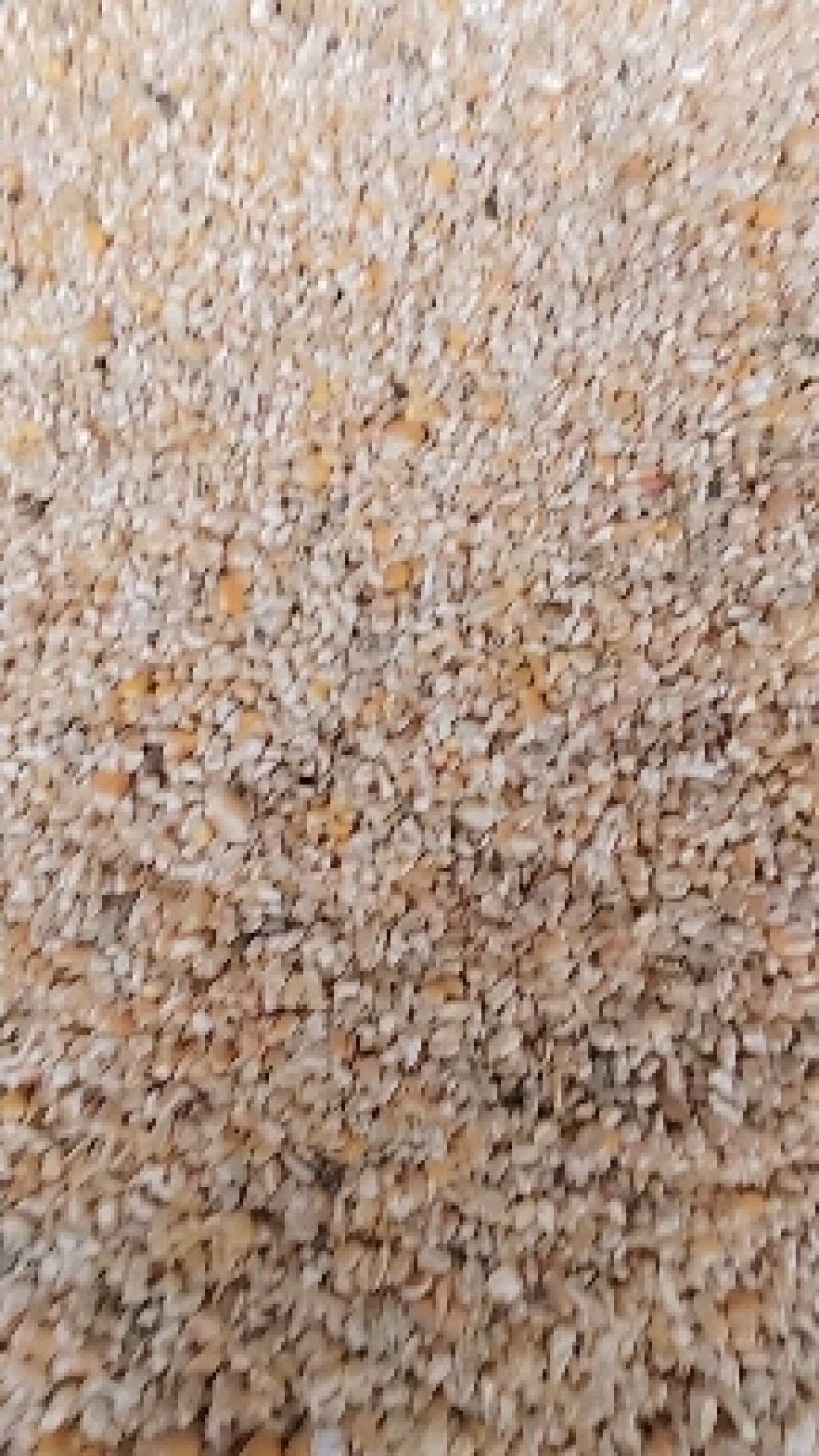 毛粮碎玉米价格便宜适合鸡鸭鹅猪牛羊养殖使用