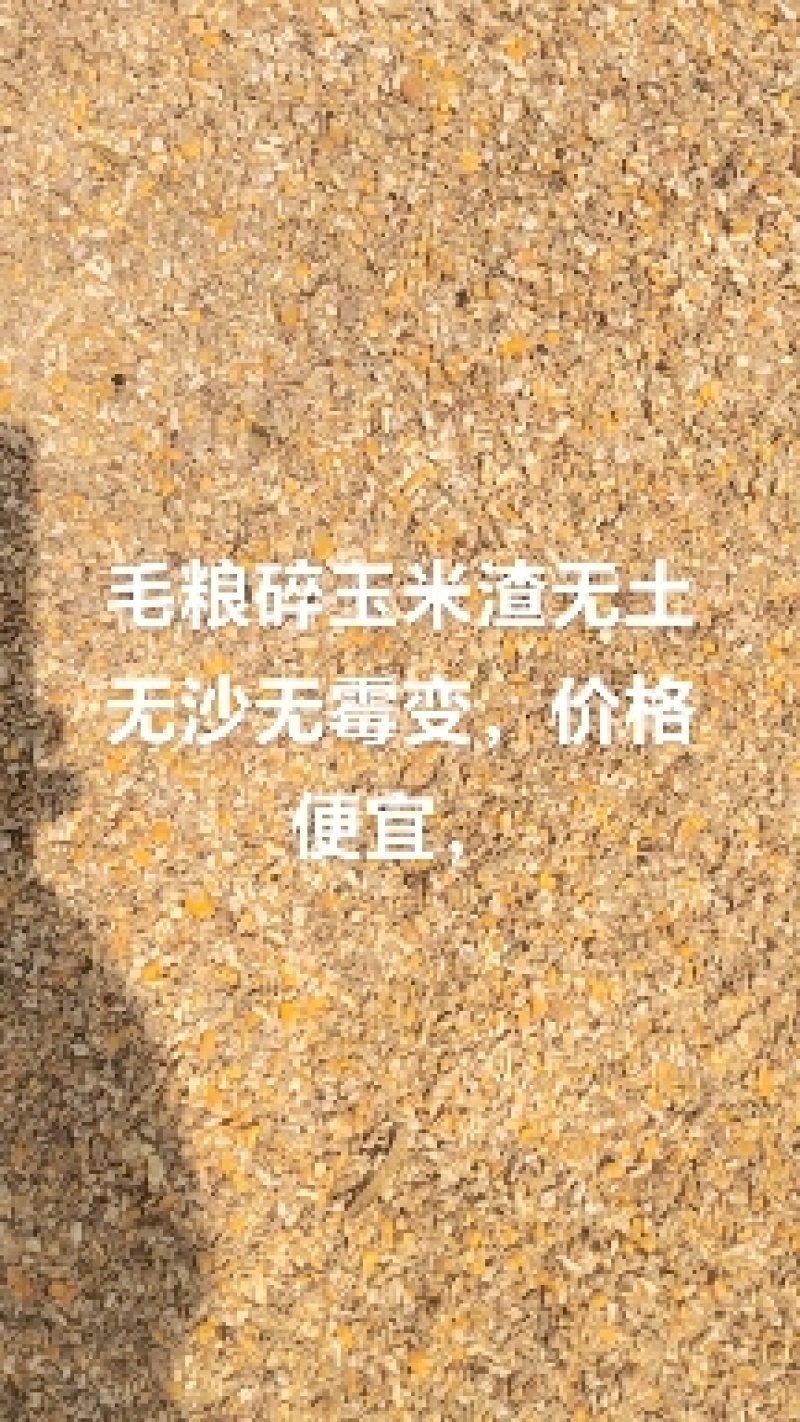 毛粮碎玉米价格便宜适合鸡鸭鹅猪牛羊养殖使用