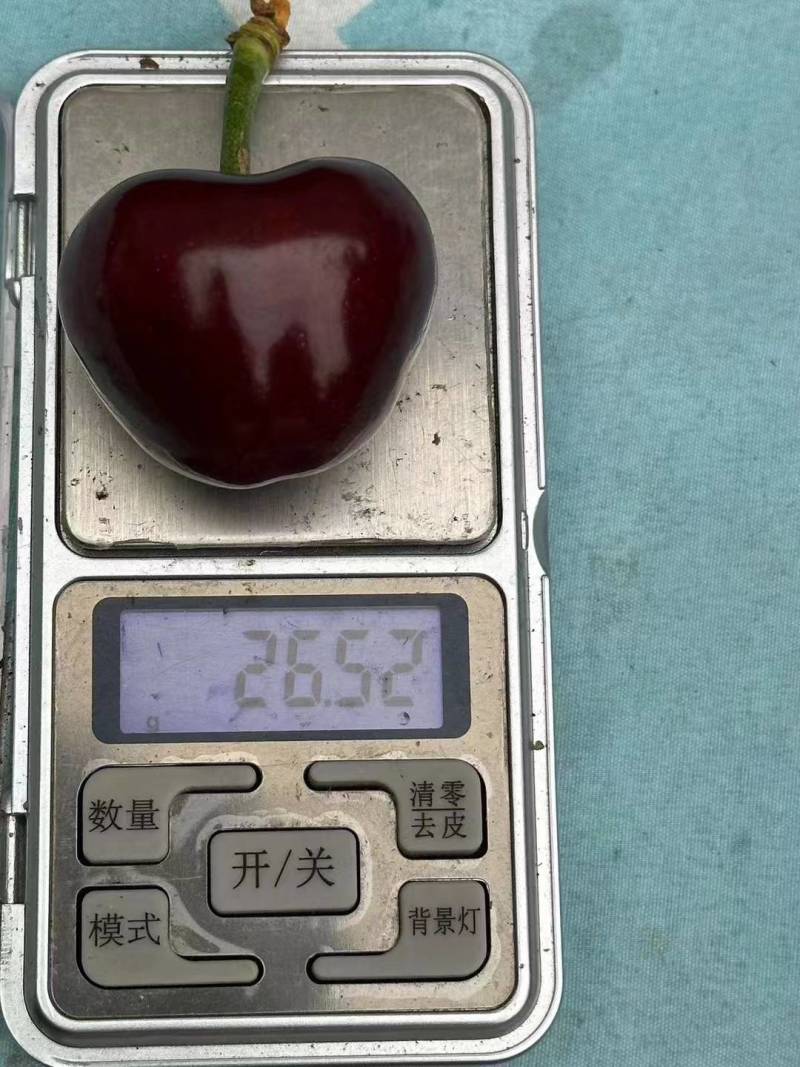 大连美早大果王，新鲜采摘，口感脆甜多汁
