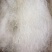 【拉丝雪燕】5A拉丝雪燕大龙须无硫雪燕不漂白杂质少包邮
