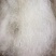 【5A雪燕】无硫拉丝雪燕500克袋装雪燕大龙须不漂白包邮