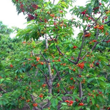 樱桃桃子苹果梨