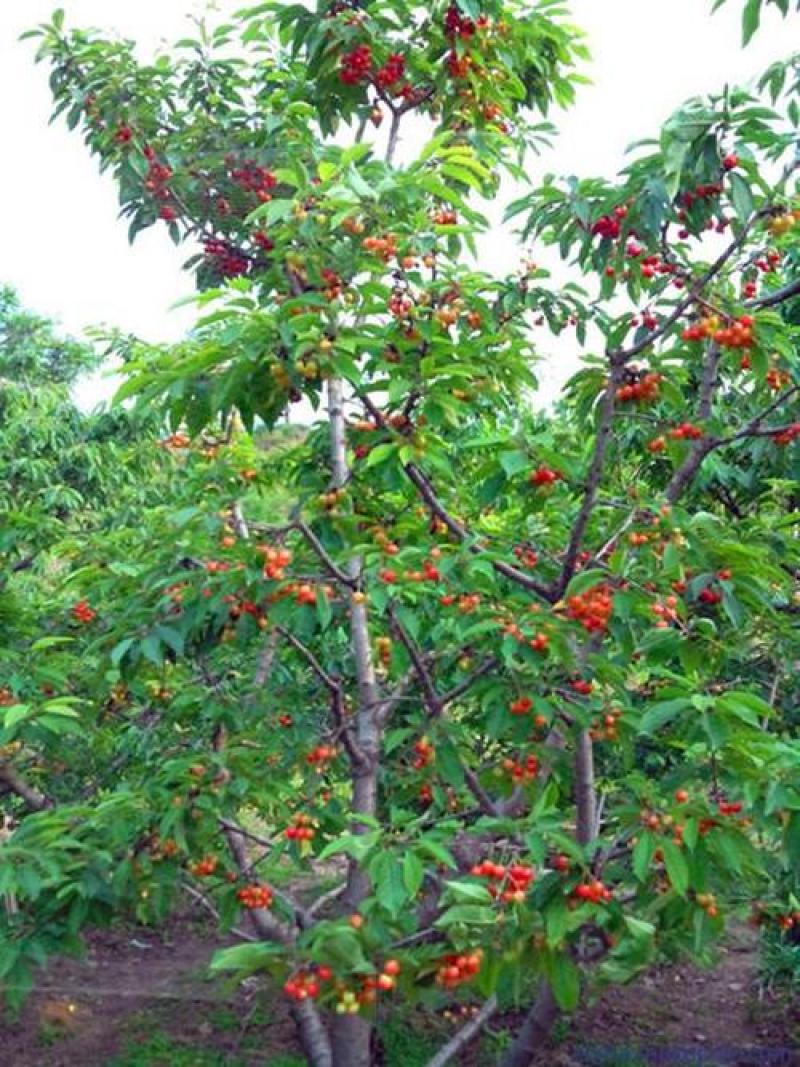 樱桃桃子苹果梨