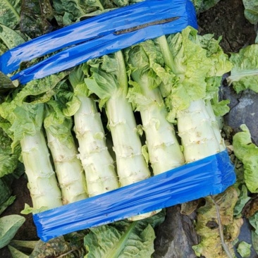 湖北红叶莴苣大量上市。