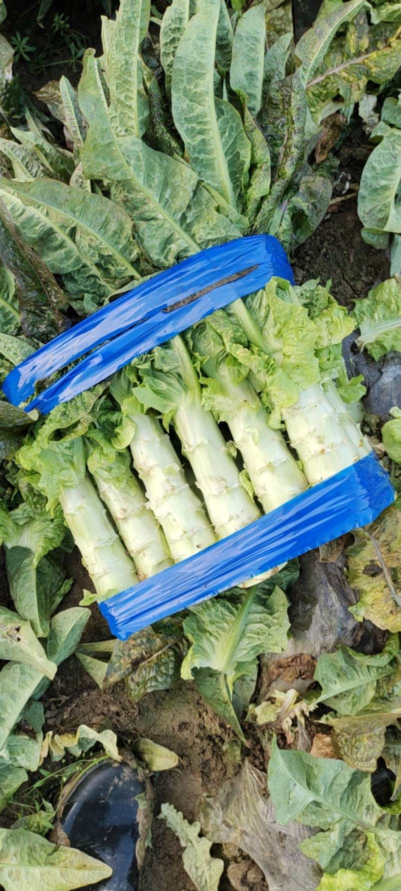 湖北红叶莴苣大量上市。