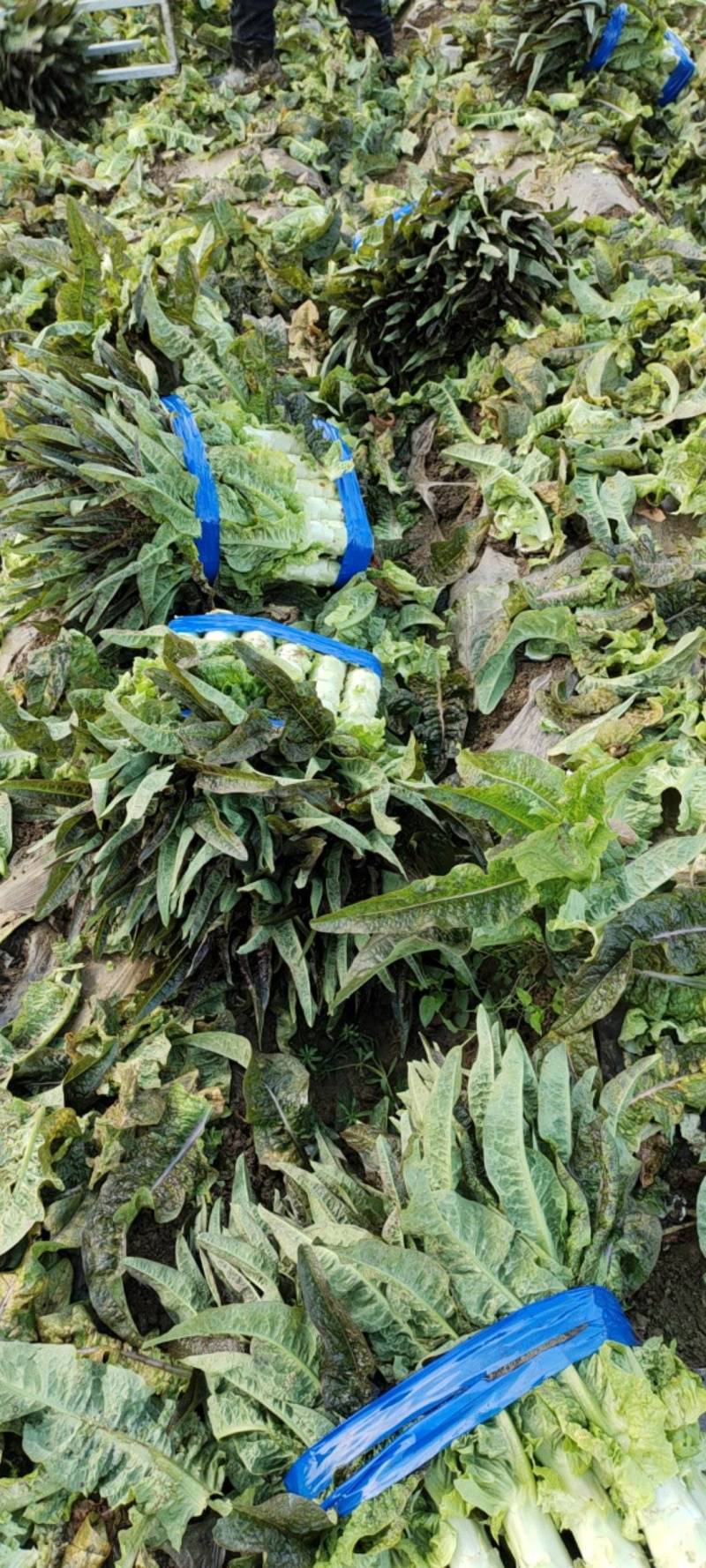 湖北红叶莴苣大量上市。