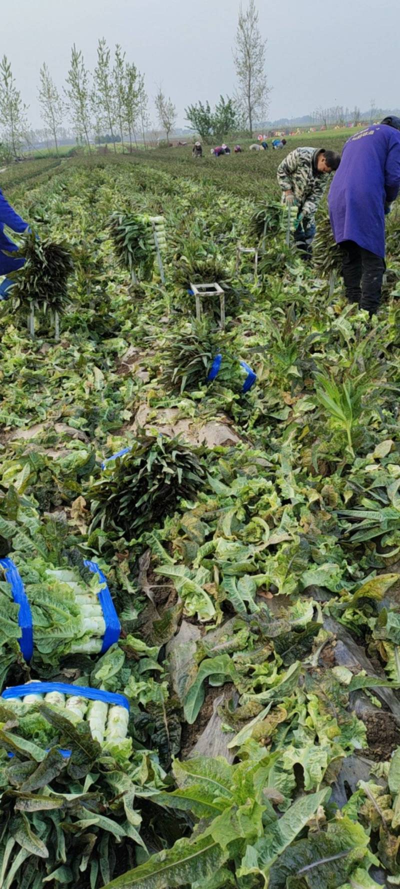 湖北红叶莴苣大量上市。