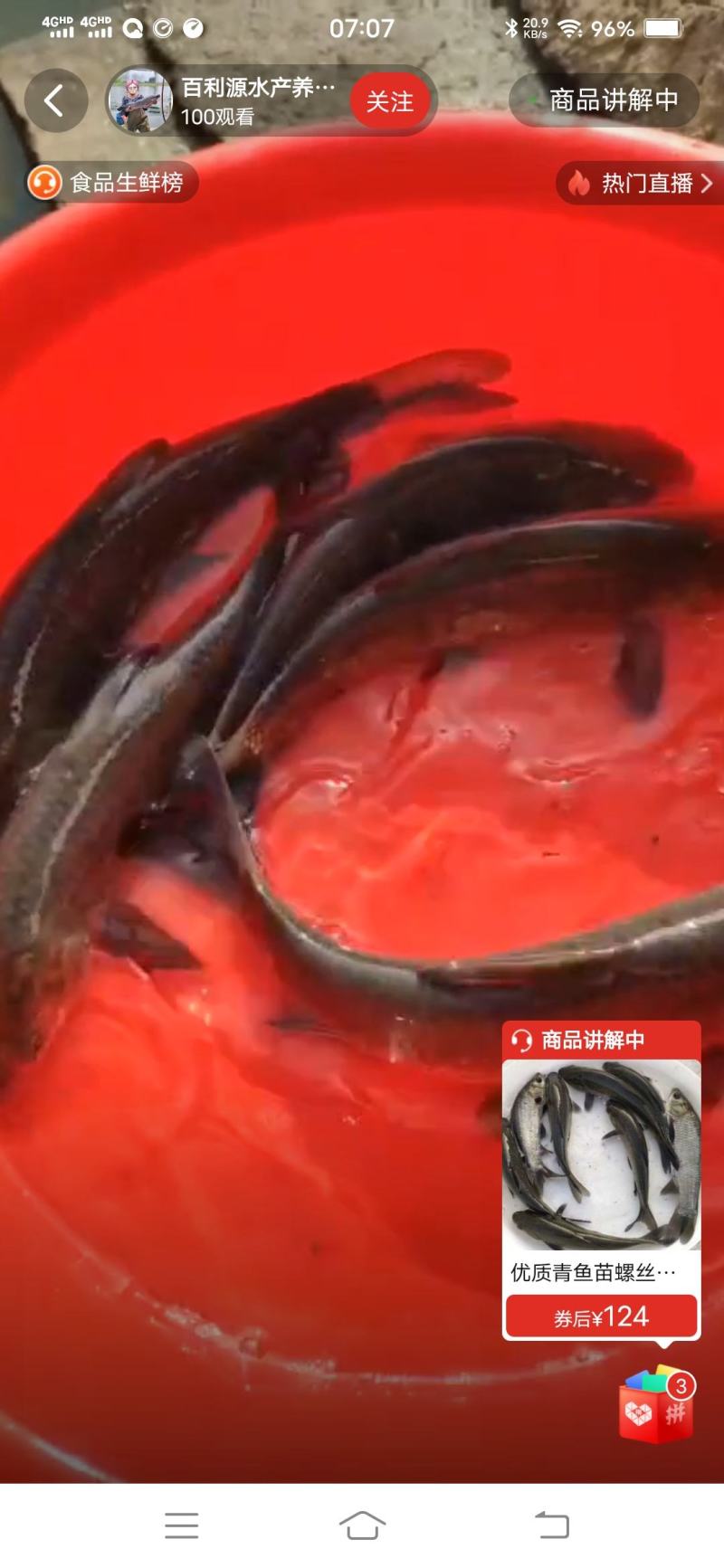 螺丝青鱼苗