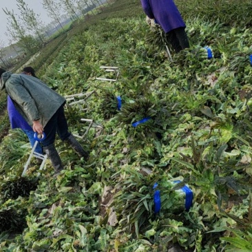 湖北红叶莴苣大量上市。