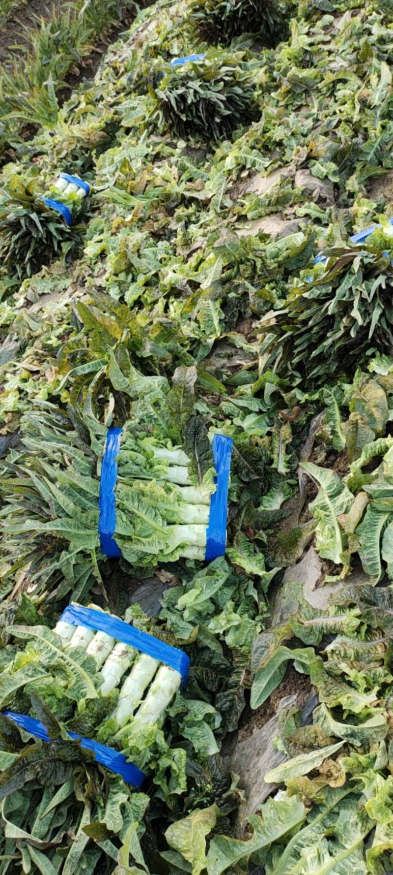 湖北红叶莴苣大量上市。