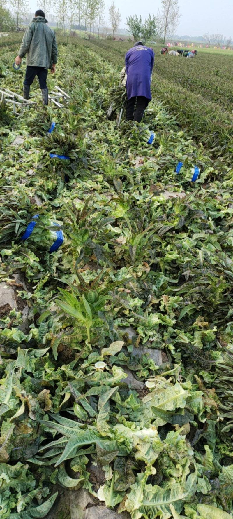 湖北红叶莴苣大量上市。