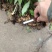 黄精种苗多花倒苗黄精野生黄精苗子药典黄精姜形黄精
