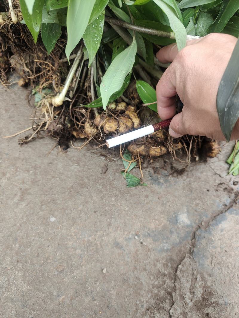 黄精种苗多花倒苗黄精野生黄精苗子药典黄精姜形黄精