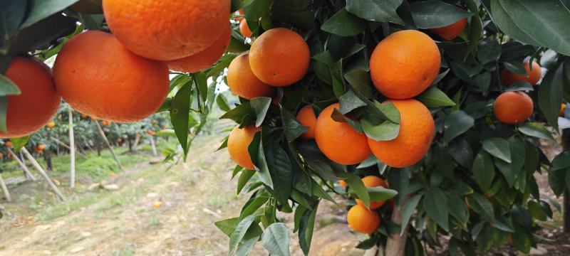 有籽沃柑本地沃柑纯甜四川柑橘市场货商超货精品店货