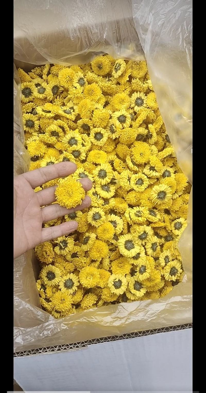出售北京菊大花，北京菊胎米，婺源，金丝皇菊干货。