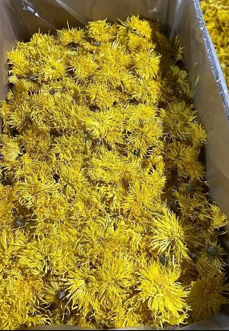出售北京菊大花，北京菊胎米，婺源，金丝皇菊干货。