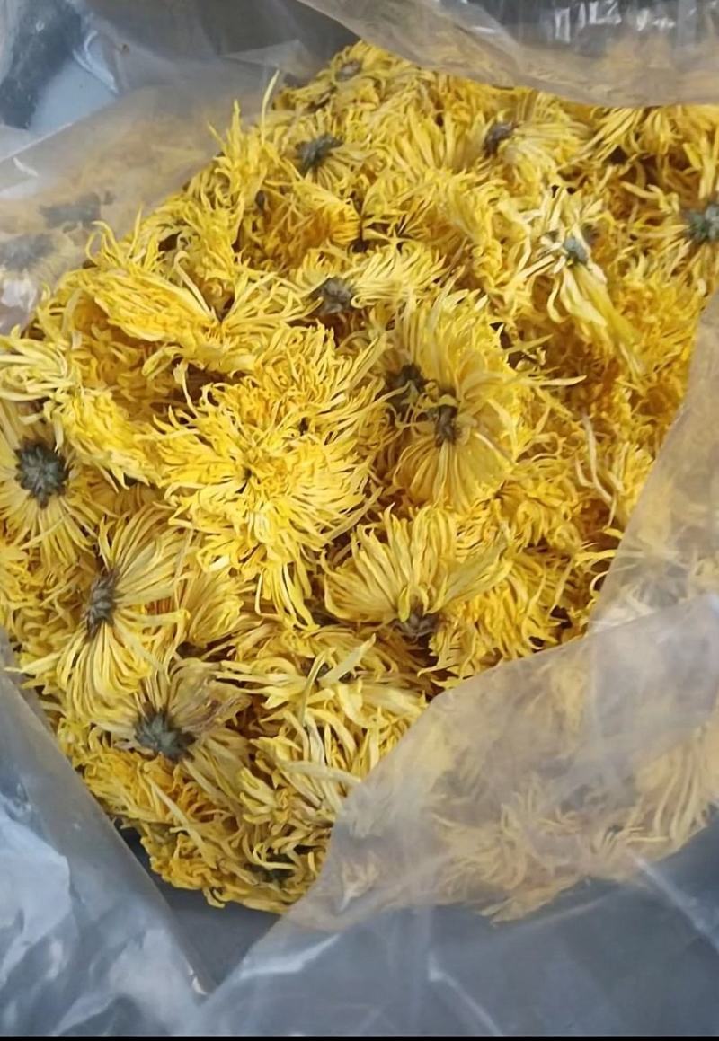 出售北京菊大花，北京菊胎米，婺源，金丝皇菊干货。