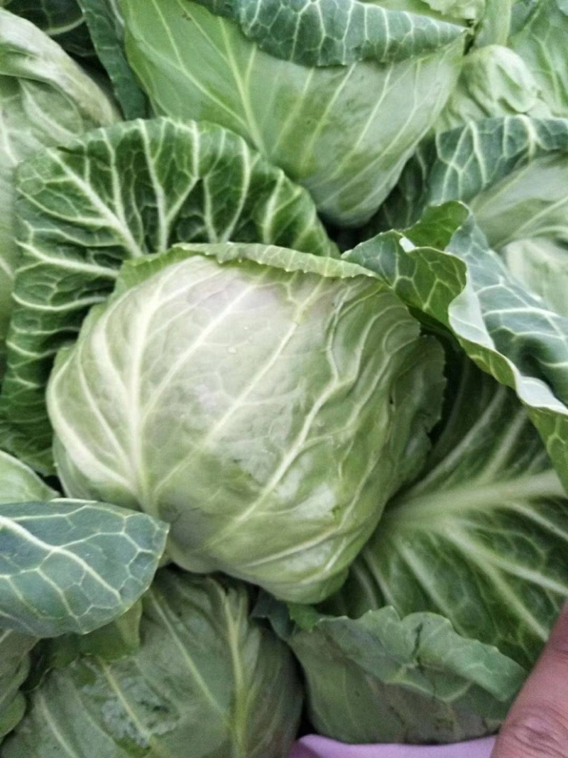 中甘甘蓝，包菜基地直供，货源充足，价格合理