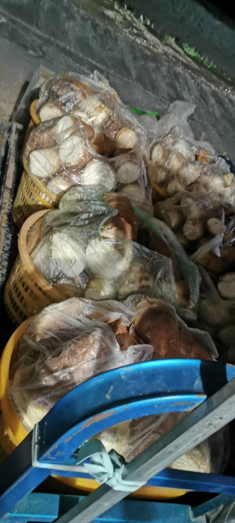 温州平阳鳌江黄泥春笋自己过来拉