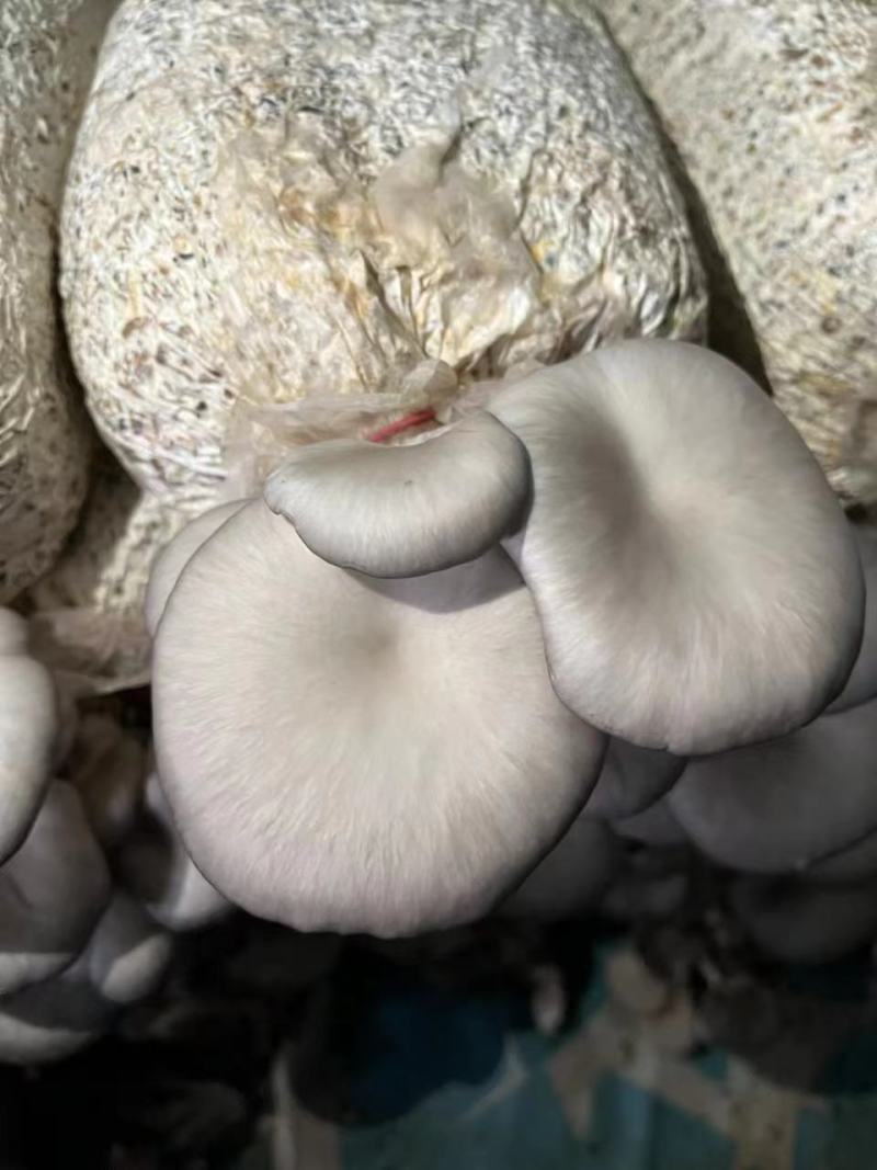 平菇菌包种包抛售
