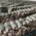 平菇菌包种包抛售