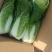 大朋娃娃菜，大颗娃娃菜，小娃大量上市，