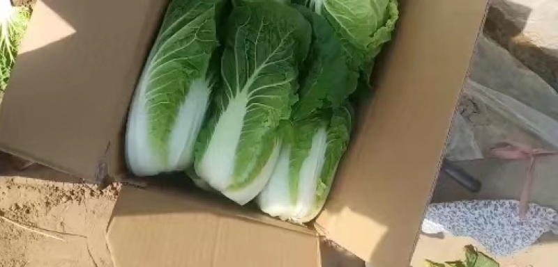 大朋娃娃菜，大颗娃娃菜，小娃大量上市，