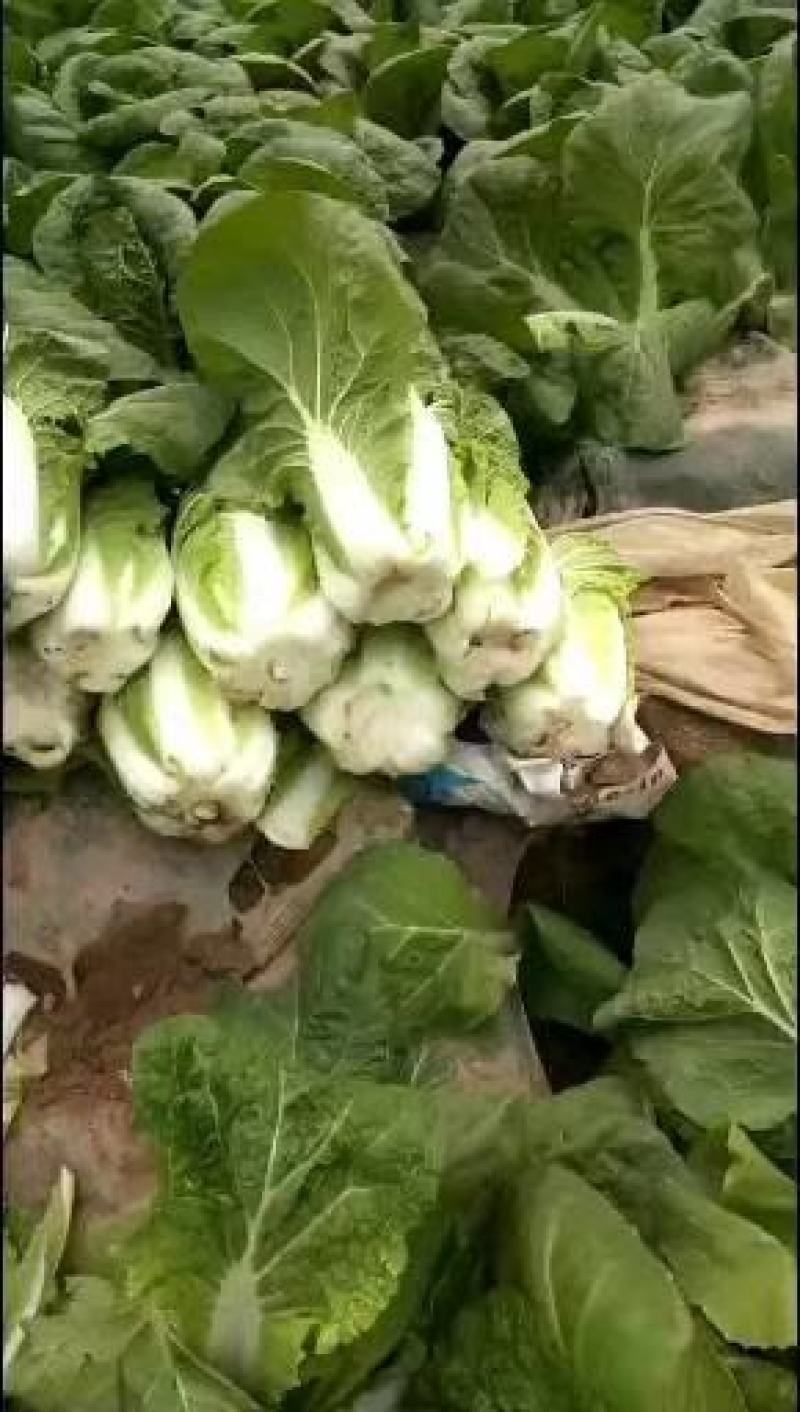 大朋娃娃菜，大颗娃娃菜，小娃大量上市，