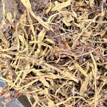 甘松，无杂质可加工打粉。