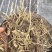 甘松，无杂质可加工打粉。