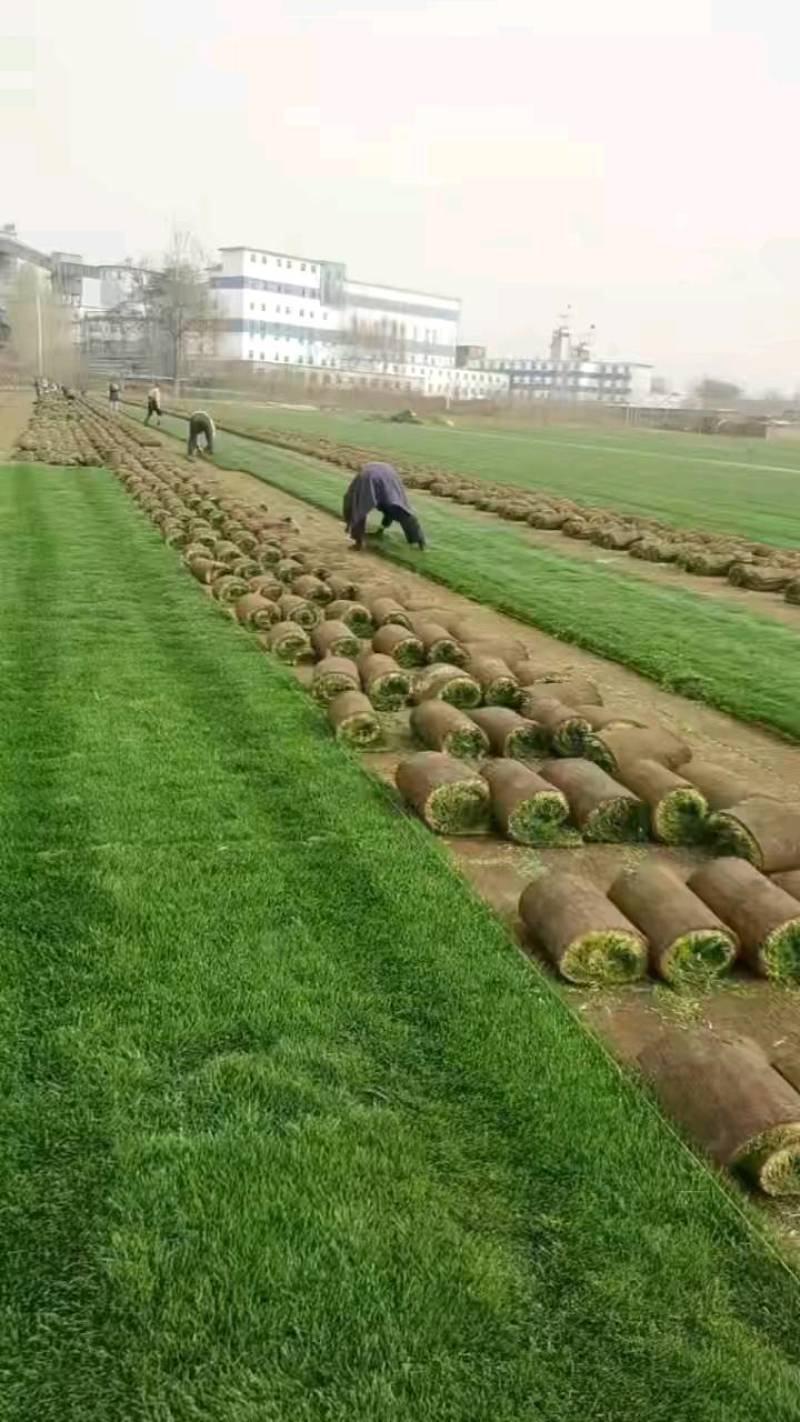 草坪草精品百幕大混播果岭草基地直发小区庭院工程绿化