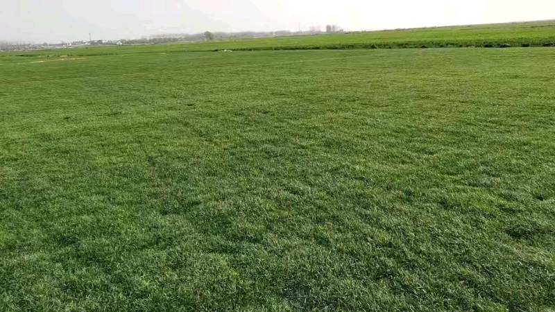 草坪草精品百幕大混播果岭草基地直发小区庭院工程绿化